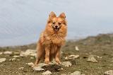 SPITZ ALLEMAND 518